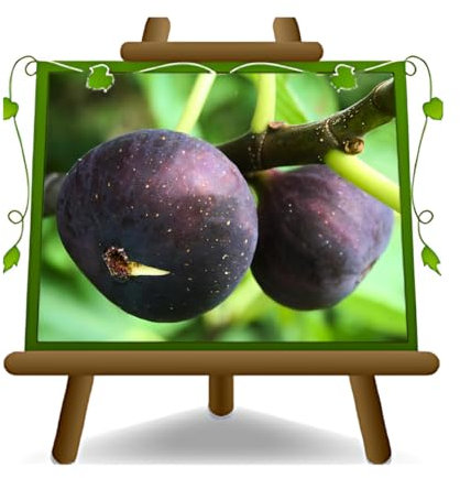 Fico Brogiotto Nero – Pianta da frutto antico su vaso da 26 - max 200 cm - 4 anni