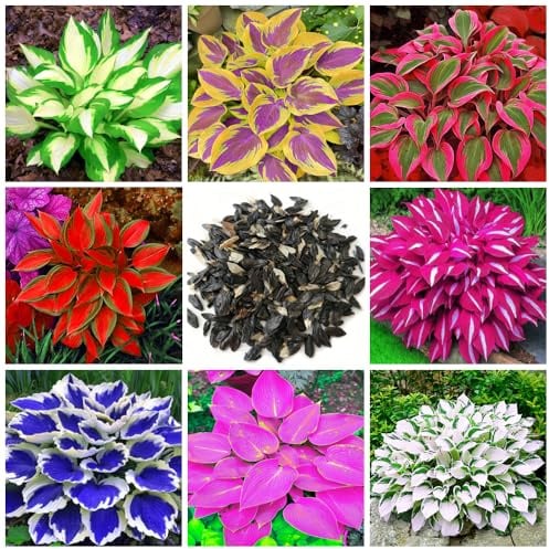 200+ Mix Hosta - Bassa manutenzione e alto valore ornamentale