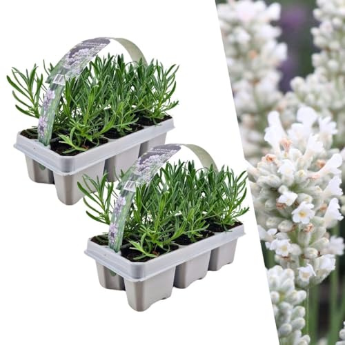 Plants by Frank Lavandula Angustifolia Weiß, 12 Stück, Ø 7 cm | Weißer-Duft Lavendel Pflanzen, Echter Lavendel Mehrjährig Winterhart, Lavendelstrauch, Gartenpflanzen, Topf 7 cm, Höhe: 15 cm