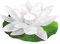 EUTOPICA Velas Flor Piscina Nenúfar Polyester | Pack 10 u. (Blanco) | #LaFlorDeMiVida