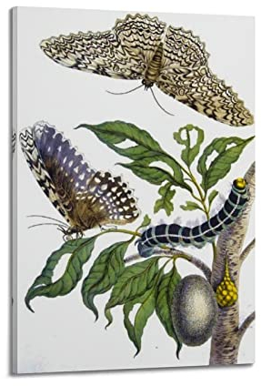 HAATTI Maria Sibylla Merian Poster Metamorphose Insectorum Surinamensium von Maria Sibylla Merian (3) Wandkunst, Geschenke Schlafzimmerdrucke, Heimdekoration, hängendes Bild, Leinwandbild, 50 x 75 cm