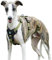 Paworld Sicherheitsgeschirr Hund, Anti Zug Hundegeschirr, Panikgeschirr für Hunde, Ausbruchsicheres Geschirr Hund, Verstellbare, Atmungsaktiv Weste für kleine, mittelgroße und große Hunde (Grün,S)