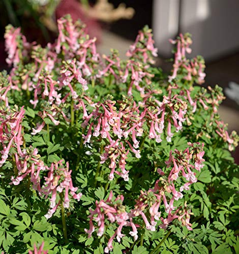Gefingerter Lerchensporn - Corydalis solida - lebende Gartenpflanze aus den Baumschulen