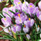 COOTO Garden 10 Stück Krokus Blumenzwiebeln Frühlingsblumenzwiebel Krokusse Zwiebeln Crocus Blumenzwiebeln Pickwick