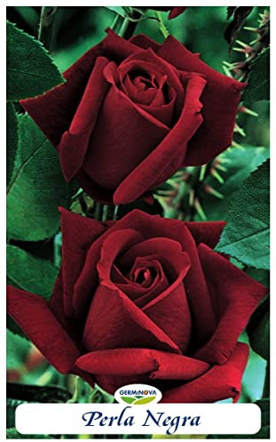 Rosal grandiflora Perla Negra en bolsa (cepellón) (color rojo intenso)