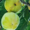 10 pcs kakibaum winterhart samen, kaki baum, obstsamen & -pflanzen, kletterpflanzen winterhart (Diospyros kaki) zimmerpflanzen samen, gartensamen zimmergewächshaus anzucht, exotische