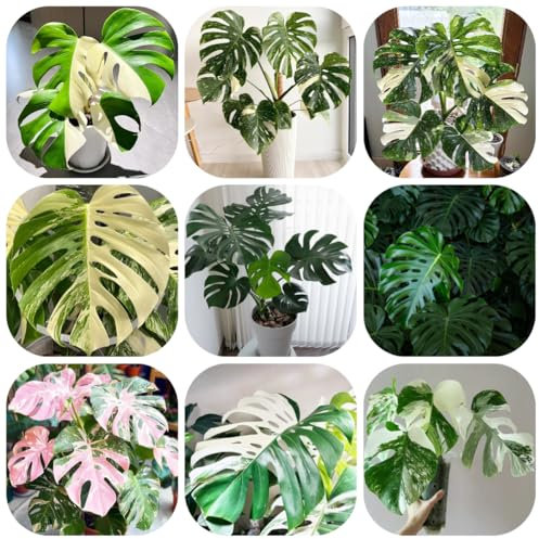 pianta di monstera - semi giardino semi piante esotiche - Piante rare - pianta in vaso perenni fiori da giardino decorative da di bonsai monstera deliziosa balcone appartamento 250pcs