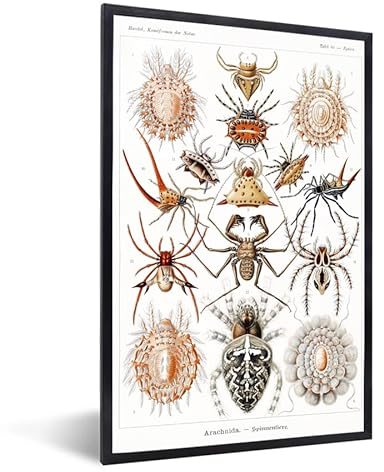 MuchoWow Poster Bilder Wanddeko Deko Wohnzimmer 80x120 cm Retro - Spinne - Ernst Haeckel - Spinnen