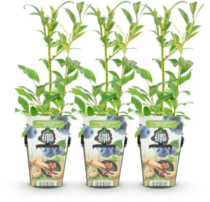 GreenboutiQ - Obstpflanzen - Blaubeere - Vaccinium corymbossum Northland - Winterhart - 3 Pflanzen - Topf 9 cm - Blaubeere
