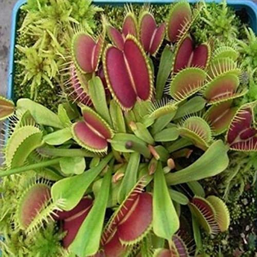 Luojuny Semi di Dionaea Muscipula, 25 Pz Semi di piante Crescita rapida Germinazione rapida Giardino decorativo Semi di Dionaea Muscipula per la casa Semi
