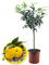 Pianta di Yuzu - Citrus junos - H50-60cm - vaso ø18 (Vaso Coccio)