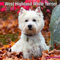 West Highland White Terrier 2014
