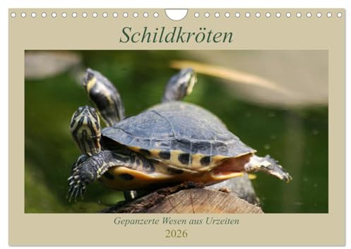 Schildkröten - Gepanzerte Wesen aus Urzeiten (Wandkalender 2026 DIN A4 quer), CALVENDO Monatskalender: Ein Muss für Schildkrötenfreunde (CALVENDO Tiere)
