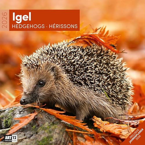 Igel Broschürenkalender 2026 - 30x30 - Art12 | Bildstarker Tier-Kalender im schlanken Hochformat (aufgeklappt 30x60 cm) | mit Eintrage-Kalendarium