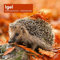 Igel Broschürenkalender 2026 - 30x30 - Art12 | Bildstarker Tier-Kalender im schlanken Hochformat (aufgeklappt 30x60 cm) | mit Eintrage-Kalendarium