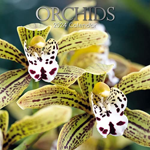 Kalender 2024 »Orchideen«.
