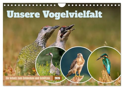 Unsere Vogelvielfalt: Ein Schatz zum Entdecken und Schützen (Wandkalender 2026 DIN A4 quer), CALVENDO Monatskalender: Der Wildlife & Natur Fotograf ... von Wiese, Wald und Meer. (CALVENDO Tiere)