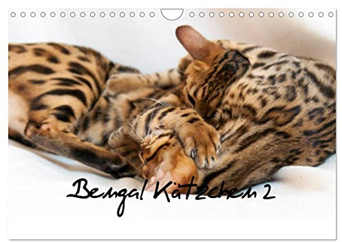 Bengal Kätzchen 2 (Wandkalender 2026 DIN A4 quer), CALVENDO Monatskalender: Bengal Kitten für das ganze Jahr (CALVENDO Tiere)