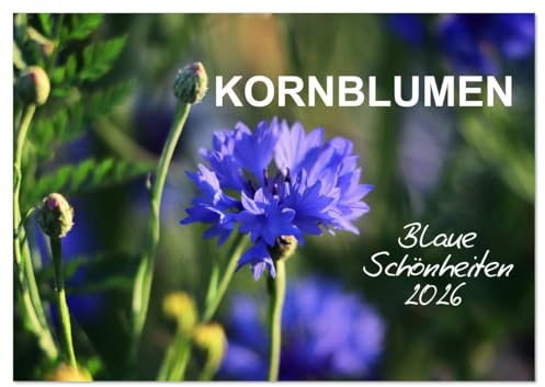 Kornblumen - Blaue Schönheiten (Wandkalender 2026 DIN A4 quer), CALVENDO Monatskalender: Immer ein Hingucker, die blaue Kornblume (CALVENDO Natur)