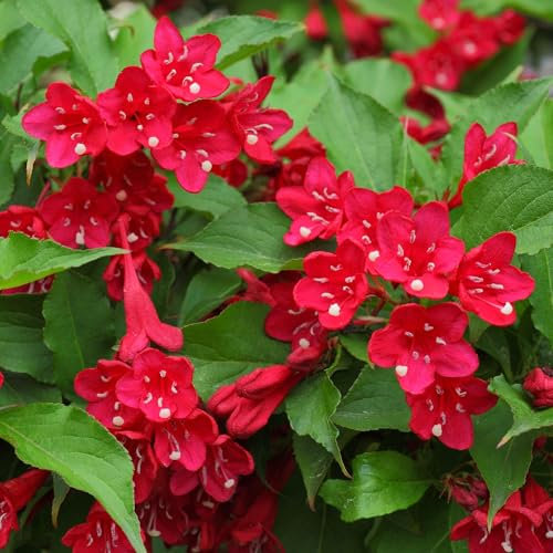Weigela Courtared Piante da Giardino Pronte per Esterni Arbusto Fiorito Resistente in Vaso