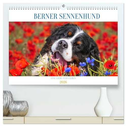 Berner Sennenhund - Eine Liebe für´s Leben (hochwertiger Premium Wandkalender 2026 DIN A2 quer), Kunstdruck in Hochglanz: Er ist traumhaft schön, wenn ... Bilder dieser Traumhunde. (CALVENDO Tiere)