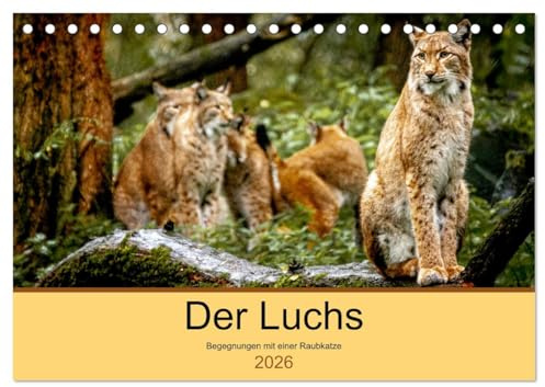 Der Luchs - Begegnungen mit einer Raubkatze (Tischkalender 2026 DIN A5 quer), CALVENDO Monatskalender: Unterwegs im Wildpark Alte Fasanerie in Hanau (CALVENDO Tiere)