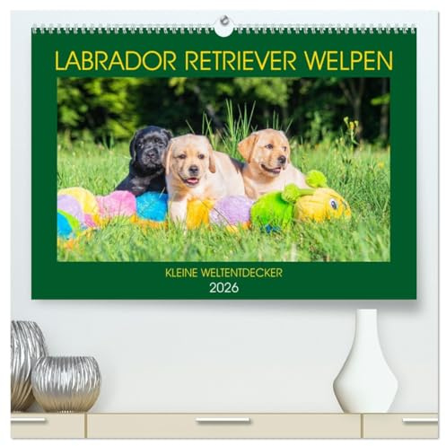 Labrador Retriever Welpen - Kleine Weltentdecker (hochwertiger Premium Wandkalender 2026 DIN A2 quer), Kunstdruck in Hochglanz: Entzückende Labrador ... Sigrid Starick (CALVENDO Tiere)