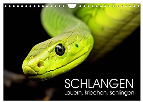 Schlangen. Lauern, kriechen, schlingen (Wandkalender 2026 DIN A4 quer), CALVENDO Monatskalender: Die wenig geliebten aber faszinierenden Kriechtiere (CALVENDO Tiere)