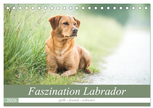 Faszination Labrador - gelb, foxred, schwarz (Tischkalender 2026 DIN A5 quer), CALVENDO Monatskalender: Natur und Labrador - in Feld, Wiese und Wasser (CALVENDO Tiere)