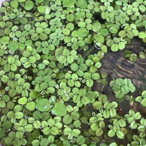 200 Pcs Wasserlinsen Teich Samen - Schwimmpflanzen Wasserpflanzen Samen, Balkonpflanzen Winterhart Teichpflanzen Wasserpest Für Teich Winterhart Samen, Balkon Deko Geschenk Garten