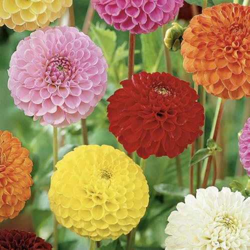Bloomique – 3er-Mix – Dahlien-Pompon-Mix – Farbmix – Blumenzwiebeln – mehrjährig – Sommer- und Herbstblüte – wird 90–100 cm groß