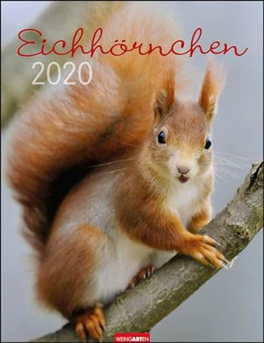Eichhörnchen. Wandkalender 2020. Monatskalendarium. Spiralbindung. Format 30 x 39 cm