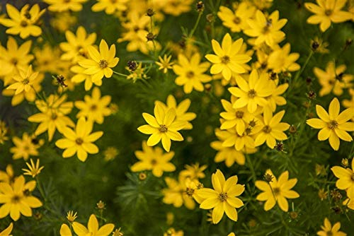 Coreopsis verticillata – Winterhart, Mehrjährig, Pflegeleicht – Garten-Mädchenauge – Staudenpflanze für Beet & Garten