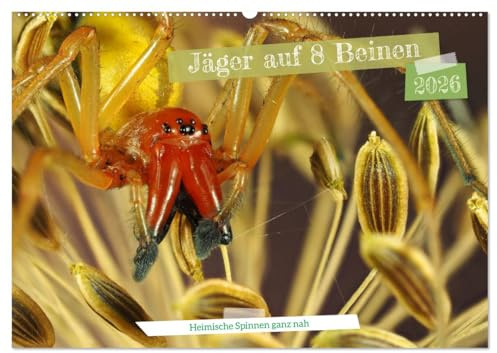 Jäger auf acht Beinen (Wandkalender 2026 DIN A2 quer), CALVENDO Monatskalender: Heimische Spinnen hautnah fotografiert (CALVENDO Orte)