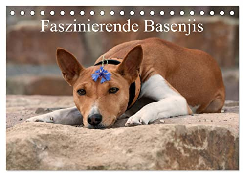 Faszinierende Basenjis (Tischkalender 2026 DIN A5 quer), CALVENDO Monatskalender: Beeindruckende Fotos der Rasse Basenjis (CALVENDO Tiere)