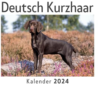 Deutsch Kurzhaar (Wandkalender 2024, Kalender DIN A4 quer, Monatskalender im Querformat mit Kalendarium, Das perfekte Geschenk)