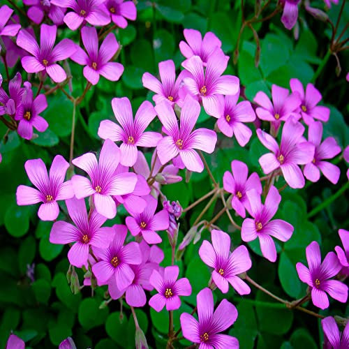10 pezzi bulbi di oxalis triangularis quadrifogli di trifoglio fortunato - serie di piante rare - di di giardinaggio per giardinieri hobby bulbi di fiori da giardino f