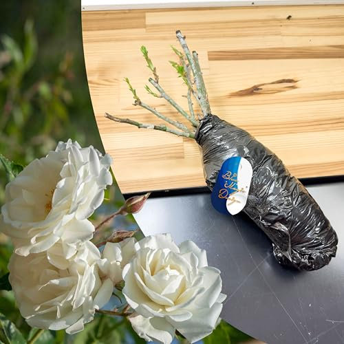 Hardy Bare Root Fragrant White Shrub Rose 'Snow Princess' – Elegant Blooms for Hedge Rows, Garden Borders, and Flowering Landscaping