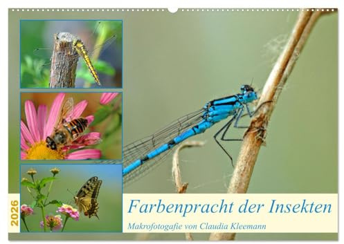 Farbenpracht der Insekten (Wandkalender 2026 DIN A2 quer), CALVENDO Monatskalender: Makroaufnahemen verschiedener Insekten verzaubern mit ihrer Farbenpracht (CALVENDO Tiere)