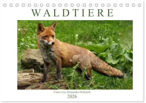 Waldtiere (Tischkalender 2026 DIN A5 quer), CALVENDO Monatskalender: Wolf, Bär, Luchs und Co. (CALVENDO Tiere)
