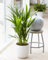 Areca Palm Large Evergreen Ornamental Indoor Home Office House Plant in 13cm Pot