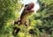 wandmotiv24 Fototapete T-Rex Dinosaurier Wald, XL 350 x 245 cm - 7 Teile, Wanddeko, Wandbild, Wandtapete, Dino Wald Tyrannosaurus M6471