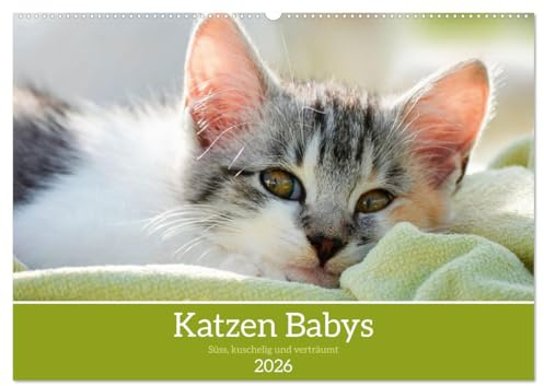 Katzenbabys (Wandkalender 2026 DIN A2 quer), CALVENDO Monatskalender: Katzenkalender mit Baby Katzen (CALVENDO Tiere)