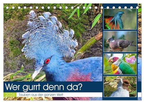 Wer gurrt denn da? (Tischkalender 2026 DIN A5 quer), CALVENDO Monatskalender: Wunderschöne Tauben aus der ganzen Welt (CALVENDO Tiere)