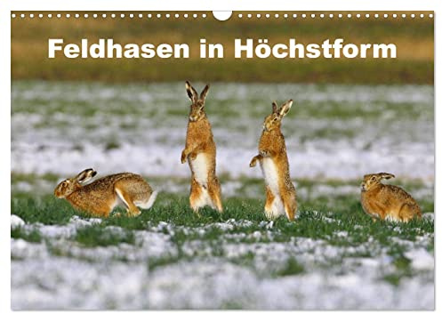 Feldhasen in Höchstform (Wandkalender 2026 DIN A3 quer), CALVENDO Monatskalender: Ausgewählte Bilder von Feldhasen in Aktion. (CALVENDO Tiere)