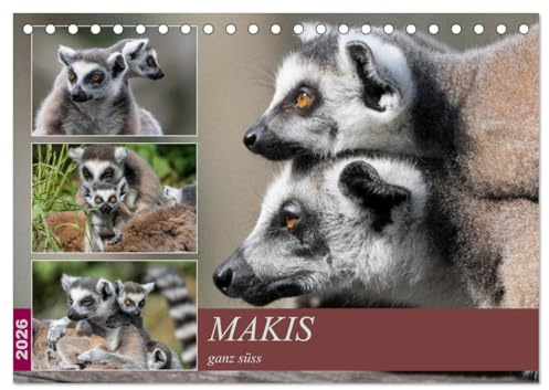 Makis ganz süss (Tischkalender 2026 DIN A5 quer), CALVENDO Monatskalender: Portraits der endemischen Lemuren von Madagaskar, den Kattas oder Makis (CALVENDO Tiere)
