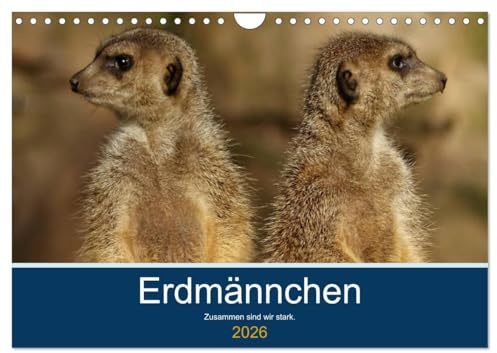 Erdmännchen - Zusammen sind wir stark (Wandkalender 2026 DIN A4 quer), CALVENDO Monatskalender: Bilder vom Erdmännchen-Alltag (CALVENDO Tiere)