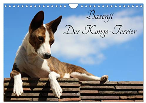 Basenji, der Kongo-Terrier (Wandkalender 2026 DIN A4 quer), CALVENDO Monatskalender: Der Basenji ist eine aus Zentralafrika stammende Hunderasse (CALVENDO Tiere)