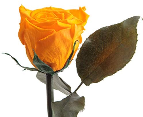 Infinity Rose Gelb - echte ewige Blume mit Stängel 45-50cm lang haltbar 3 Jahre - Blumen für Hello Yellow Deko und für Glasvase Geschenke für Frauen zum Geburtstag - Genesung Geschenke (Gelb)