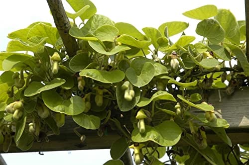 Aristolochia macrophylla 60-100 cm - Pfeifenwinde, große herzförmige Blätter, Blütezeit Mai-Juli, ideal für Pergolen, bienenfreundlich, winterhart